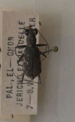 gândac repede; Myriochila (Myriochila) melancholica (Fabricius, 1798)