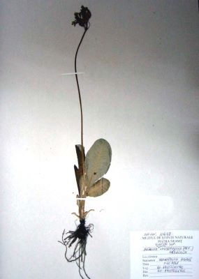 ciuboțica cucului; Primula elatior (L.) Grufb. ssp. leucophylla Pax 1897