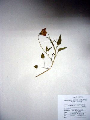 cădelniță; Campanula carpatica; Jacq. 1770