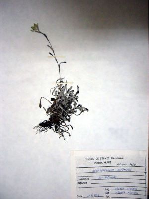 floare de colți; Leontopodium alpinum Cass., 1821