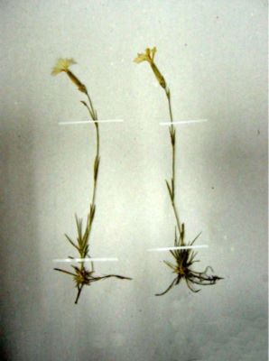 garofiță; Dianthus petraeus Wald. et Kit. ssp. spiculifolius (Schur) Ciocârlan