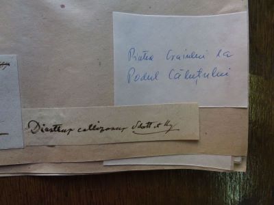 garofița Pietrei Craiului; Dianthus callizonus Schott et Kotschy