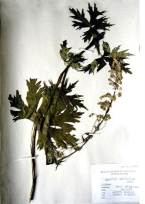 omag; Aconitum moldavicum Hacq.