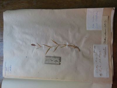 garofița Pietrei Craiului; Dianthus callizonus Schott et Kotschy