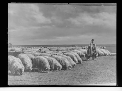 clișeu - Emil Fischer; Cioban cu oile la păscut