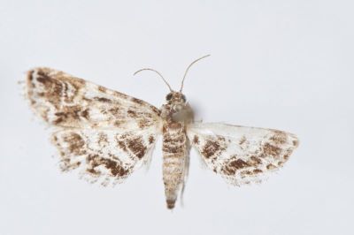 Nymphula difflualis nigralbalis Caradja, 1925