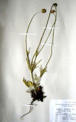 sipică; Scabiosa lucida Vill. ssp. barbata Nyar.