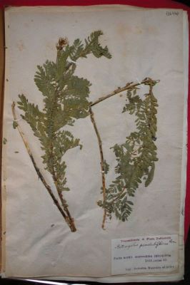linte alpină; Astragalus penduliflorus L.