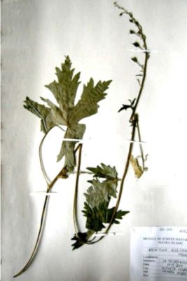 omag; Aconitum moldavicum Hacq.