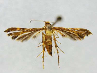 Deuterocopus rubrodactylus Pagenstecher, 1900