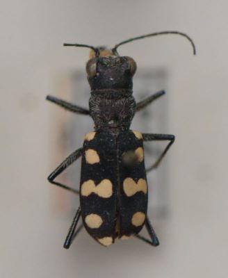 gandac repede; Cephalota (Cassolaia) maura; (Linnaeus, 1758)