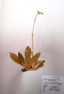 gușa porumbelului; Silene zawadzkii (Herb.) A. Br. (1843)