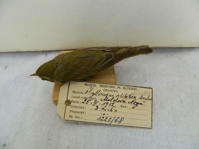 pitulice sfârâitoare; Phylloscopus sibilatrix (Bechstein, 1793)