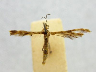 Trichoptilus eochrodes Meyrick, 1935