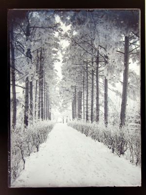 clișeu - Emil Fischer; Alee dintr-un parc iarna