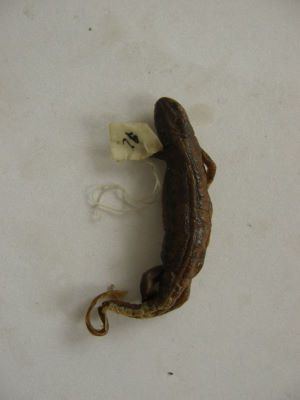 Tritonul carpatic; TRITURUS MONTANDONI / LISSOTRITON MONTANDONI (Boulenger, 1880)