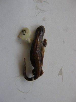 Tritonul carpatic; TRITURUS MONTANDONI / LISSOTRITON MONTANDONI (Boulenger, 1880)