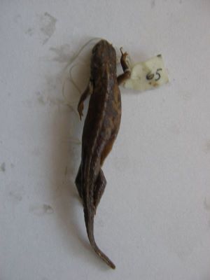 Tritonul carpatic; TRITURUS MONTANDONI / LISSOTRITON MONTANDONI (Boulenger, 1880)