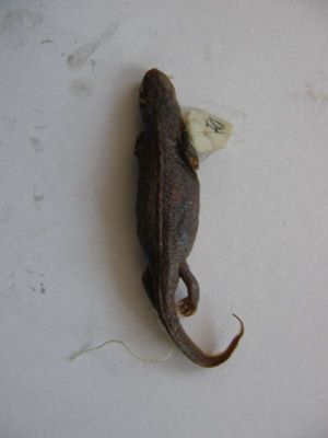 Tritonul carpatic; TRITURUS MONTANDONI / LISSOTRITON MONTANDONI (Boulenger, 1880)