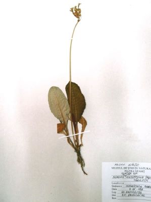 ipcărige; Gypsophila petraea (Baumg.) Rchb.