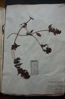 sor-cu-frate; Melampyrum bihariense Kern. Montanum (Porc.) Soo