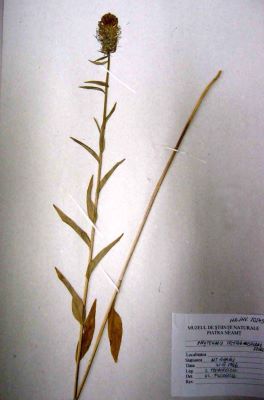 cărbuni; Phyteuma tetramerum Schur