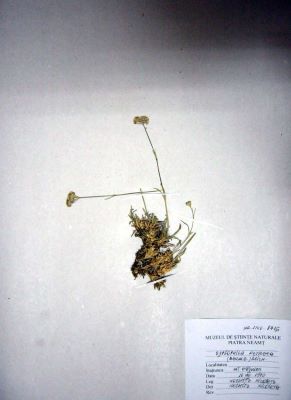 ipcărige; Gypsophila petraea (Baumg.) Rchb.