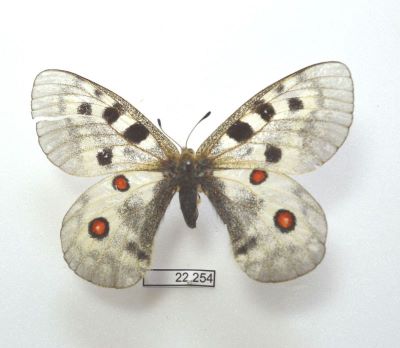 apollo roșu; Parnassius apollo Linnaeus, 1758