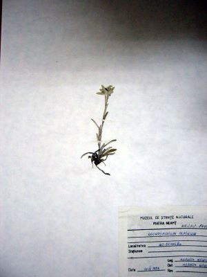 floare de colți; Leontopodium alpinum Cass., 1821