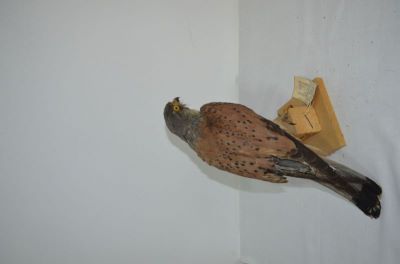vânturel roșu; Falco tinnunculus tinnunculus Linnaeus, 1758