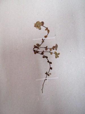 cimbrișor; Thymus pulcherrimus Schur, 1866