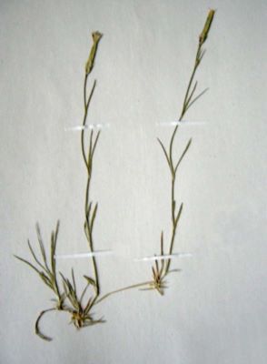 garofiță; Dianthus petraeus Wald. et Kit. ssp. spiculifolius (Schur) Ciocârlan