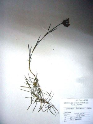 garofiță; Dianthus tenuifolius Schur, 1859