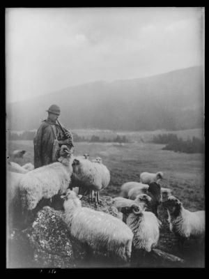 clișeu - Emil Fischer; Cioban cu fluier și turma de oi