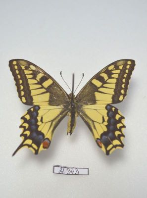 coada rândunicii; Papilio machaon (Linnaeus 1758)