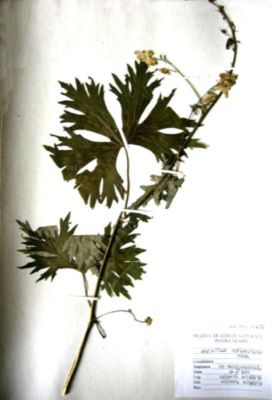 omag; Aconitum moldavicum Hacq., 1790