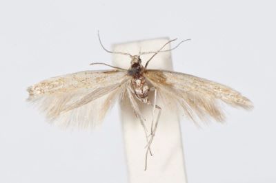 Coleophora tringella Baldizzone, 1988