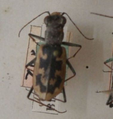 gândac repede; Cephalota (Taenida) chiloleuca (Fischer von Waldheim, 1820)