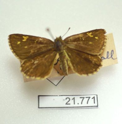 căposul săltăreț; Heteropterus morpheus (Pallas 1771)