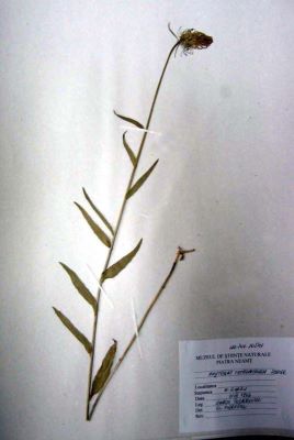 pușca dracului; Phyteuma tetramerum Schur, 1859