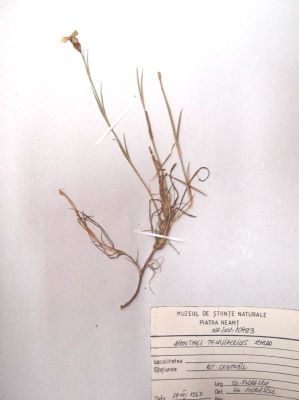 gălbenele de munte; Ranunculus carpaticus, Herb 1836