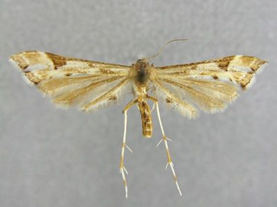 Platyptilia gonodactyla var. albidior Caradja, 1920