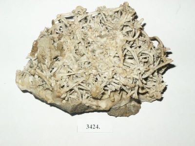 Calcar; rocă sedimentară