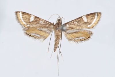 Cataclysta croesusalis angustalis Caradja, 1925
