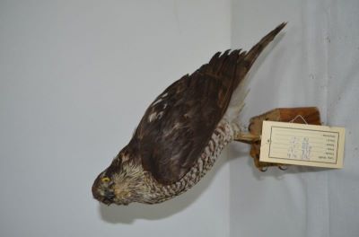 uliu păsărar; Accipiter nisus nisus (Linnaeus, 1758)