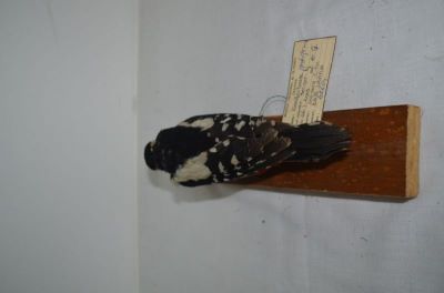 ciocănitoare pestriță mare; Dendrocopos major (Linnaeus, 1758)