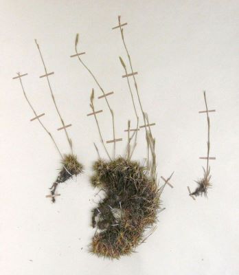 Dianthus simonkaianus Pet. (Syn. Dianthus petraeus W. et K. ssp. Orbelicus (Velen.) Greuter et Burdet