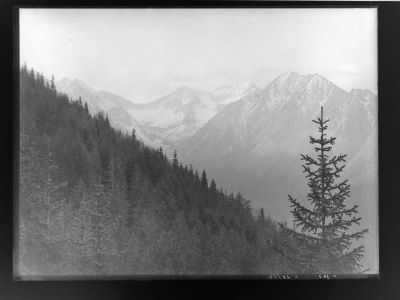 clișeu - Emil Fischer; Peisaj din Munții Făgăraș cu brazi