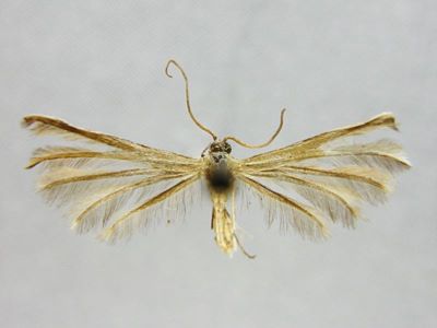 Alucita icterodactyla ab. noctis Caradja, 1920