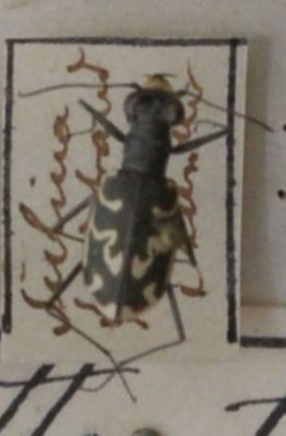 gândac repede; Cylindera (Eugrapha) arenaria (Fuessly, 1775)